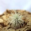 Tillandsia Tectorum - 8 à 10 Cm -Grasses Fleurs Soldes Boutique 6495d3262dfcf2.45643493