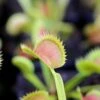 Dionaea Muscipula Tiger Fangs Caractéristique - Pot 7 Cm 2 Dionaea Muscipula Tiger Fangs Caractéristique - Pot 7 Cm -Grasses Fleurs Soldes Boutique 6495d326c325e1.15782116