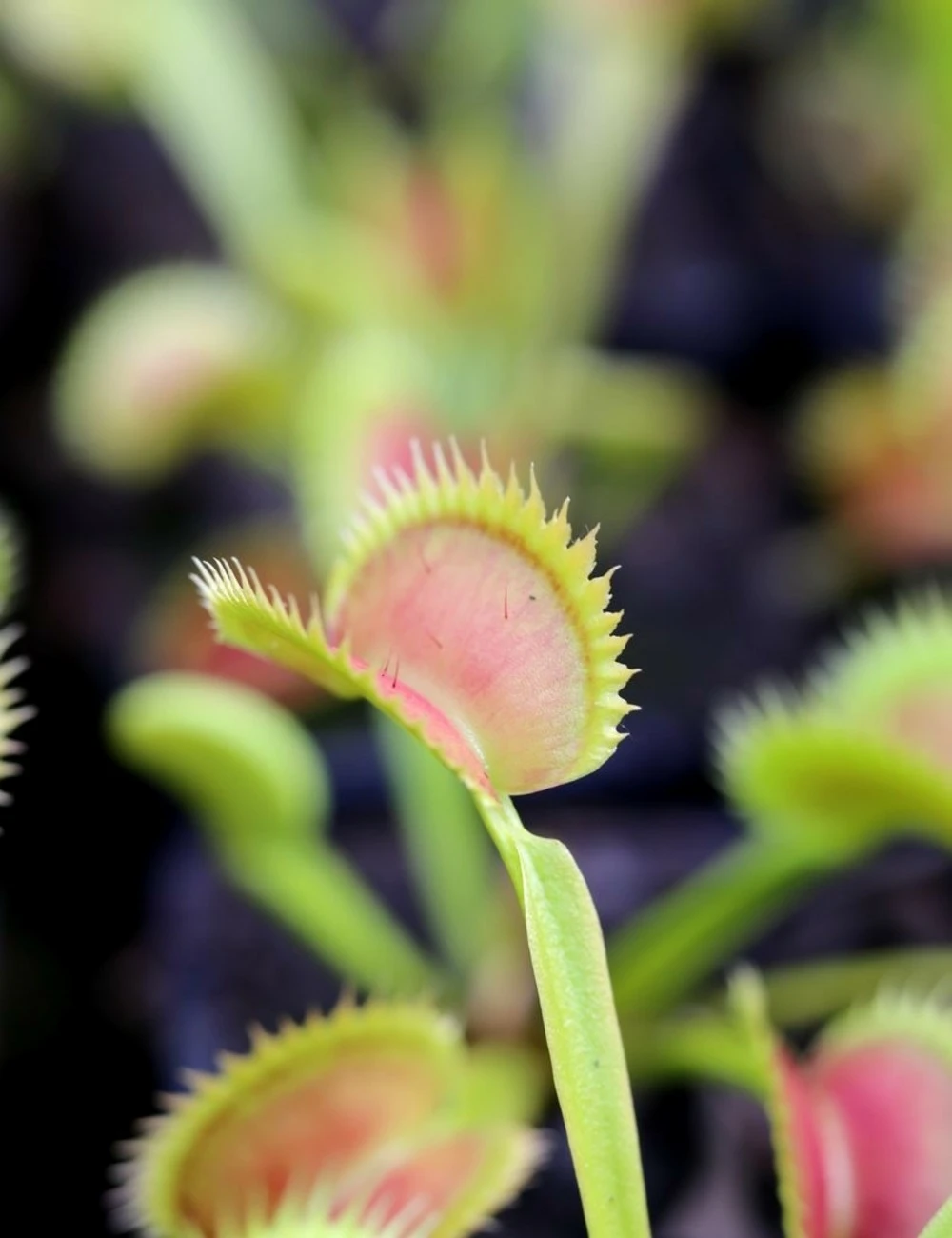 Dionaea Muscipula Tiger Fangs Caractéristique - Pot 7 Cm 3 Dionaea Muscipula Tiger Fangs Caractéristique - Pot 7 Cm