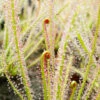 Drosera X Hybrida Caractéristique - Pot 9 Cm 1 Drosera X Hybrida Caractéristique - Pot 9 Cm -Grasses Fleurs Soldes Boutique 6495d32732f2e3.89815885