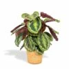 Calathea Médaillon Et Son Panier Naturel - H65cm, ø19cm - Plante D'intérieur 1 Calathea Médaillon Et Son Panier Naturel - H65cm, ø19cm - Plante D'intérieur -Grasses Fleurs Soldes Boutique 64d54541c1f771da