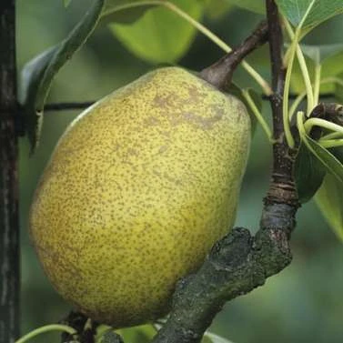 Poirier Jeanne D'Arc : Gobelet 3 Ans D'âge Ctr 12 Litres 4 Poirier Jeanne D'Arc : Gobelet 3 Ans D'âge Ctr 12 Litres – Image 2