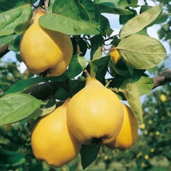 Cognassier Champion : Gobelet 3 Ans D'âge -Grasses Fleurs Soldes Boutique 6532 004