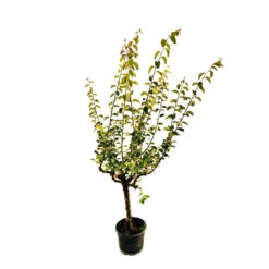Cognassier Champion : Gobelet 3 Ans D'âge -Grasses Fleurs Soldes Boutique 6532 005