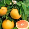 Pomelo : Pot 45 Litres 1 Pomelo : Pot 45 Litres -Grasses Fleurs Soldes Boutique 662224 1657852