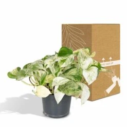 Epipremnum Happy Leaf Scindapsus - H15cm, ø12cm - Plante D'intérieur Tombante -Grasses Fleurs Soldes Boutique 66f3ecc8f1f501b6
