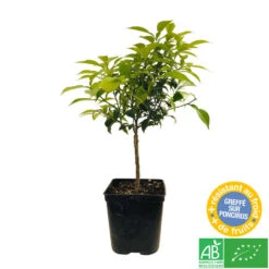 Yuzu AB: Pot 3L, Greffe -Grasses Fleurs Soldes Boutique 697329 005