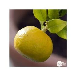 Mandarinier : C3L, Agriculture Biologique 10 Mandarinier : C3L, Agriculture Biologique -Grasses Fleurs Soldes Boutique 697332 001