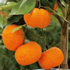 Mandarinier : C3L, Agriculture Biologique 12 Mandarinier : C3L, Agriculture Biologique -Grasses Fleurs Soldes Boutique 697332 005