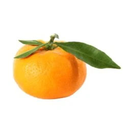 Mandarinier : C3L, Agriculture Biologique 13 Mandarinier : C3L, Agriculture Biologique -Grasses Fleurs Soldes Boutique 697332 009