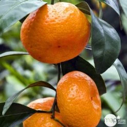 Mandarinier Satmusa : AB, C3L Greffe 9 Mandarinier Satmusa : AB, C3L Greffe -Grasses Fleurs Soldes Boutique 697333 005