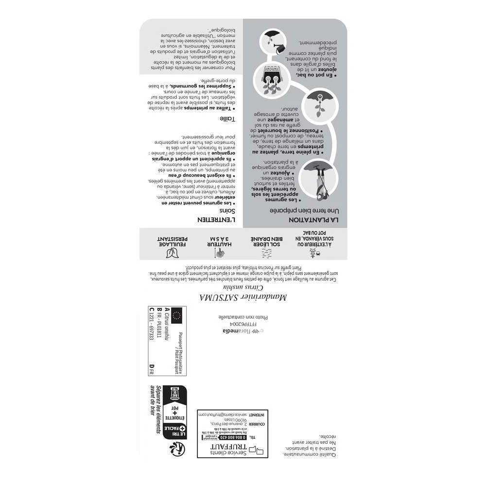 Mandarinier Satmusa : AB, C3L Greffe 4 Mandarinier Satmusa : AB, C3L Greffe – Image 2