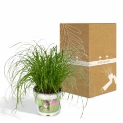 Herbe à Chat - H20cm, ø12cm - Plante D'intérieur 11 Herbe à Chat - H20cm, ø12cm - Plante D'intérieur -Grasses Fleurs Soldes Boutique 6f32ed9d24c25498