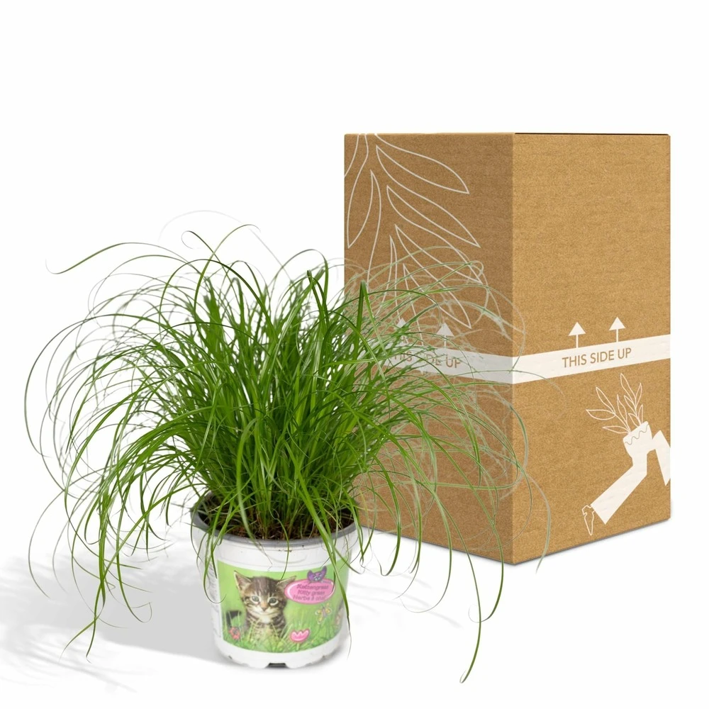 Herbe à Chat - H20cm, ø12cm - Plante D'intérieur 7 Herbe à Chat - H20cm, ø12cm - Plante D'intérieur – Image 5