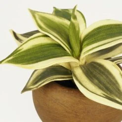 Plante Verte Artificielle Pot Effet Bois 14cm -Grasses Fleurs Soldes Boutique 70dafe3be5665a69