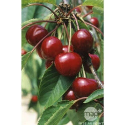 Cerisier Bigarreau Van : Gobelet 3 Ans D'âge Ctr 12 Litres -Grasses Fleurs Soldes Boutique 71295 003