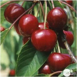 Cerisier Bigarreau Van : Demi Tige 2 Ans D'âge Ctr 15 Litres -Grasses Fleurs Soldes Boutique 71296 004