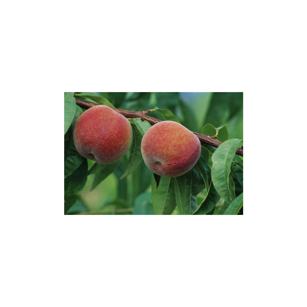 Pêcher à Chair Jaune JH Hale : Demi Tige 6/8 Cm 2 Ans D'âge Ctr 12L 4 Pêcher à Chair Jaune JH Hale : Demi Tige 6/8 Cm 2 Ans D'âge Ctr 12L – Image 2