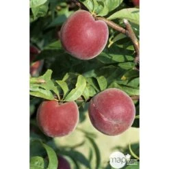 Pêcher à Chair Jaune JH Hale : Demi Tige 6/8 Cm 2 Ans D'âge Ctr 12L 8 Pêcher à Chair Jaune JH Hale : Demi Tige 6/8 Cm 2 Ans D'âge Ctr 12L -Grasses Fleurs Soldes Boutique 71318 002