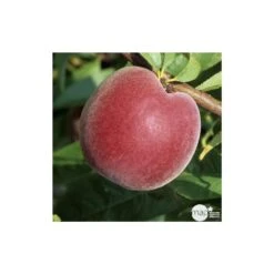 Pêcher à Chair Jaune JH Hale : Demi Tige 6/8 Cm 2 Ans D'âge Ctr 12L 9 Pêcher à Chair Jaune JH Hale : Demi Tige 6/8 Cm 2 Ans D'âge Ctr 12L -Grasses Fleurs Soldes Boutique 71318 003