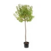 Pêcher à Chair Jaune JH Hale : Demi Tige 6/8 Cm 2 Ans D'âge Ctr 12L -Grasses Fleurs Soldes Boutique 71318 1762021