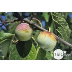 Prunier Reine Claude De Bavay : ½ Tige, 4-5 Ans, H 170-180 Cm 8 Prunier Reine Claude De Bavay : ½ Tige, 4-5 Ans, H 170-180 Cm -Grasses Fleurs Soldes Boutique 71365 002