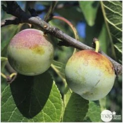 Prunier Reine Claude De Bavay : ½ Tige, 4-5 Ans, H 170-180 Cm 9 Prunier Reine Claude De Bavay : ½ Tige, 4-5 Ans, H 170-180 Cm -Grasses Fleurs Soldes Boutique 71365 003