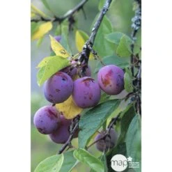 Prunier Reine Claude Violette Gobelet 9 Prunier Reine Claude Violette Gobelet -Grasses Fleurs Soldes Boutique 71372 002