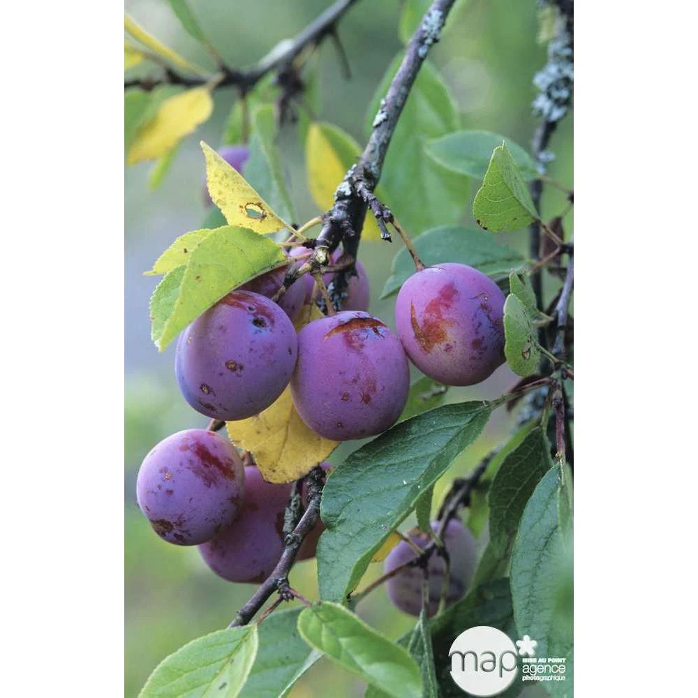 Prunier Reine Claude Violette Gobelet 5 Prunier Reine Claude Violette Gobelet – Image 3