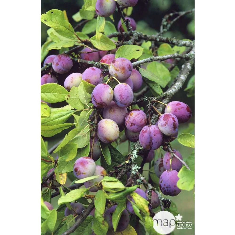 Prunier Reine Claude Violette Gobelet 4 Prunier Reine Claude Violette Gobelet – Image 2