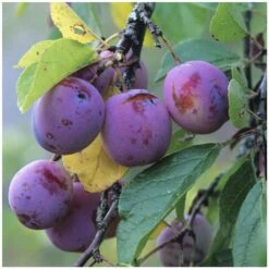 Prunier Reine Claude Violette Gobelet 10 Prunier Reine Claude Violette Gobelet -Grasses Fleurs Soldes Boutique 71372 004