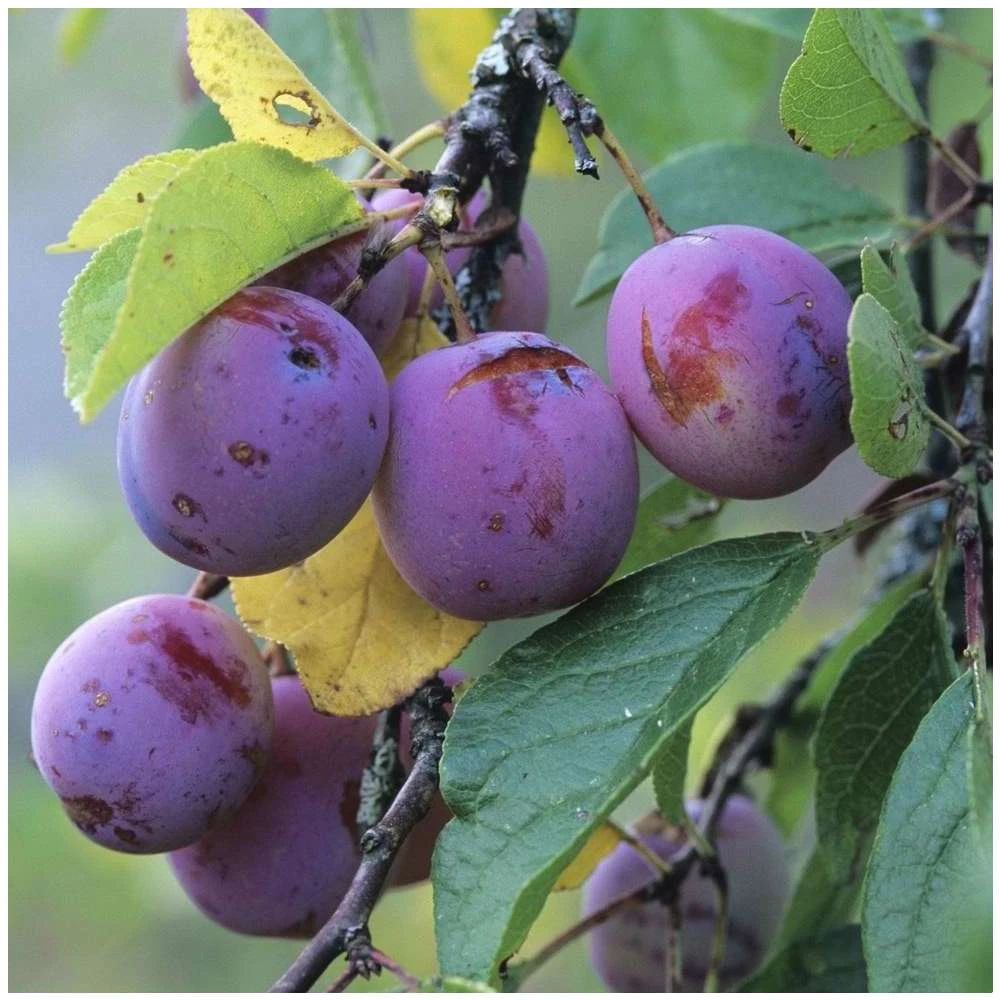 Prunier Reine Claude Violette Gobelet 6 Prunier Reine Claude Violette Gobelet – Image 4