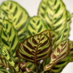 Calathea Makoyana Duo - Plantes D'intérieur -Grasses Fleurs Soldes Boutique 721787bfd2200161