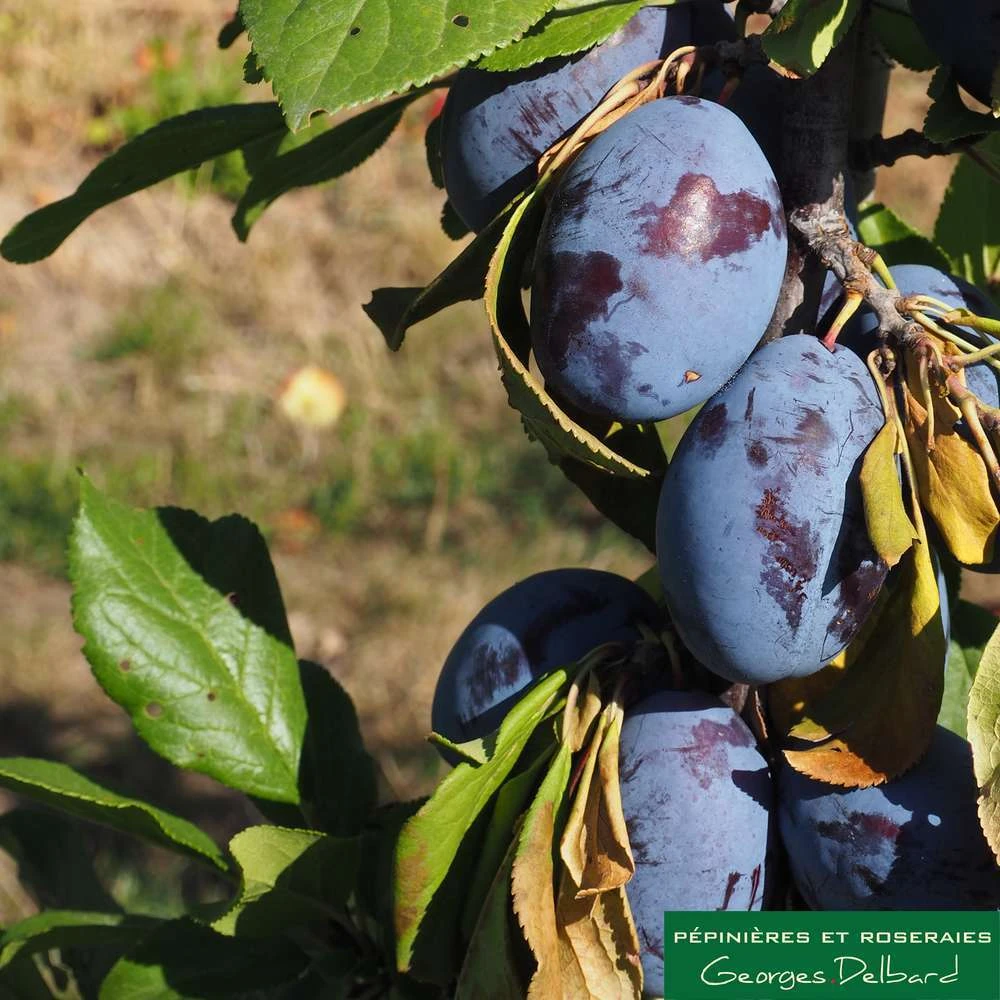 Prunier Colonnaire Toronto® 5 Prunier Colonnaire Toronto® – Image 3