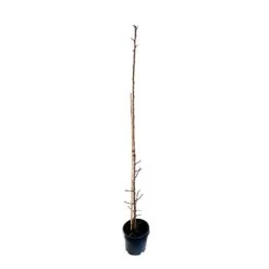 Prunier Colonnaire Toronto® 9 Prunier Colonnaire Toronto® -Grasses Fleurs Soldes Boutique 729932 003