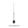 Prunier Colonnaire Toronto® -Grasses Fleurs Soldes Boutique 729932 2056153