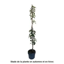 Poirier Colonnaire Londres® -Grasses Fleurs Soldes Boutique 729934 004