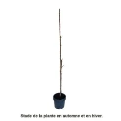Cerisier Colonnaire Hong Kong® -Grasses Fleurs Soldes Boutique 729935 003