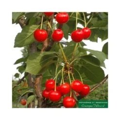 Cerisier Colonnaire Shangai®