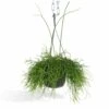 Rhipsalis Baccifera - H30cm, ø12cm - Plante D'intérieur Tombante -Grasses Fleurs Soldes Boutique 7338a3f67f22cf38