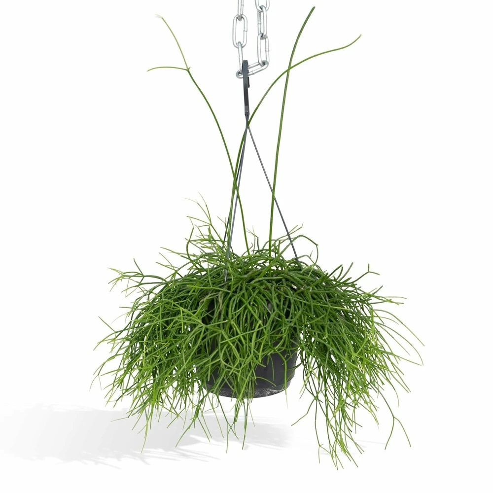 Rhipsalis Baccifera - H30cm, ø12cm - Plante D'intérieur Tombante 3 Rhipsalis Baccifera - H30cm, ø12cm - Plante D'intérieur Tombante