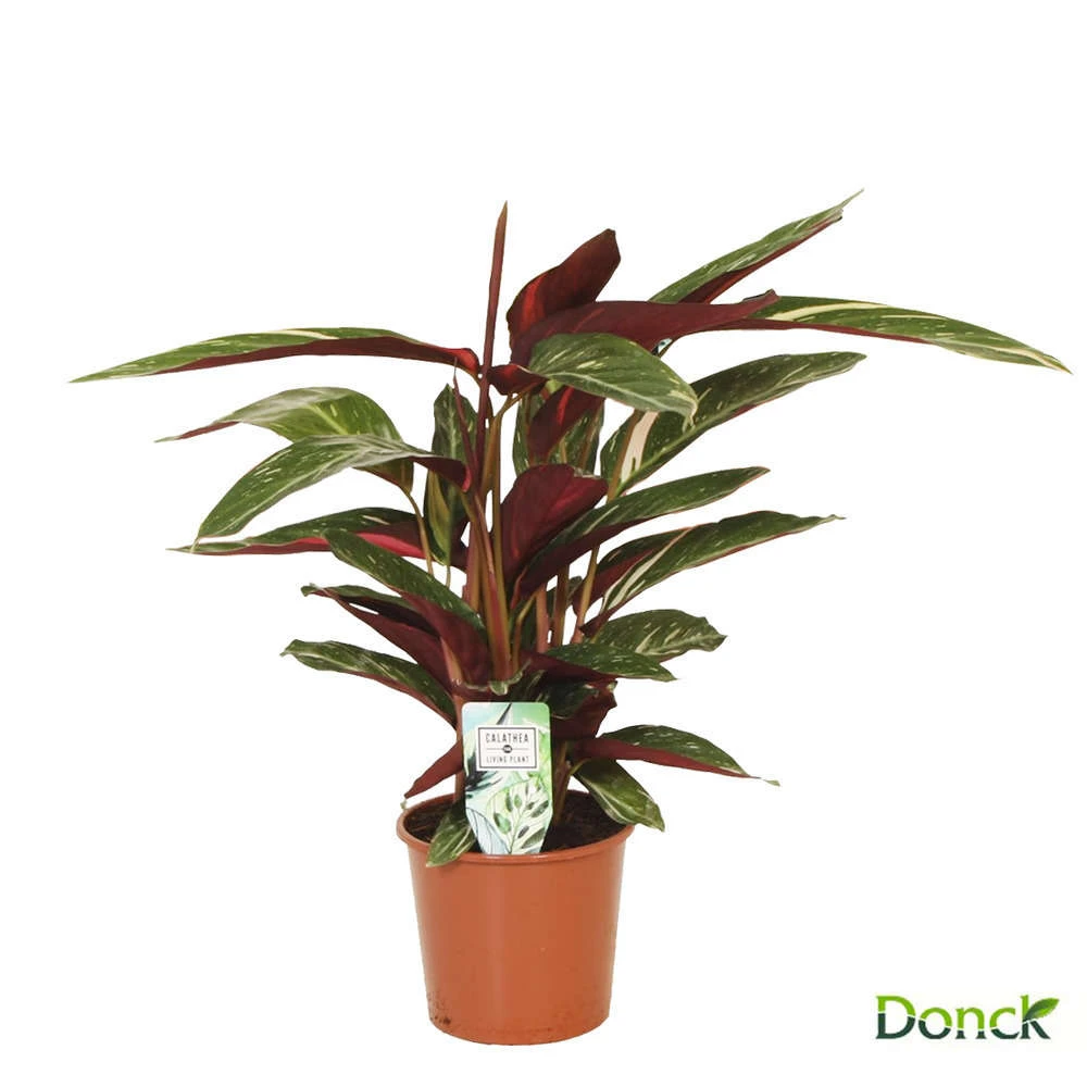 Calathea D17H65cm 3 Calathea D17H65cm