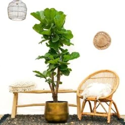 Ficus Lyrata Xxl - H160cm, ø30cm - Très Grande Plante D'intérieur -Grasses Fleurs Soldes Boutique 74401ca0208fff45