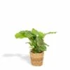 Calathea Orbifolia Et Son Panier Naturel - H40cm, ø14 Cm - Plante D'intérieur -Grasses Fleurs Soldes Boutique 7559430825907660