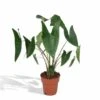 Alocasia Zebrina - H75cm, ø19cm - Grande Plante D'intérieur 2 Alocasia Zebrina - H75cm, ø19cm - Grande Plante D'intérieur -Grasses Fleurs Soldes Boutique 76aafd834218267f