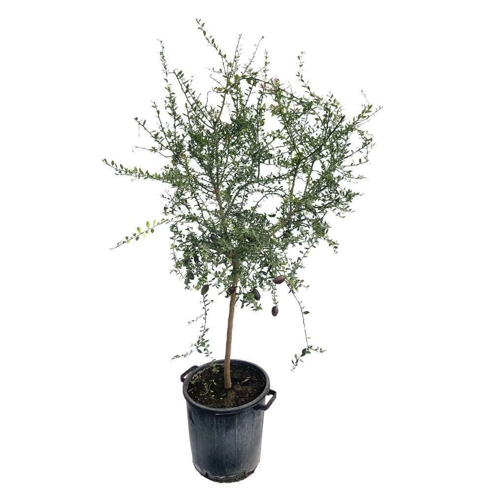 Citron Caviar H140/160cm : C35L 4 Citron Caviar H140/160cm : C35L – Image 2