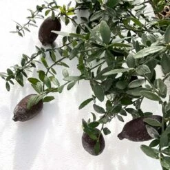 Citron Caviar H140/160cm : C35L 7 Citron Caviar H140/160cm : C35L -Grasses Fleurs Soldes Boutique 784972 006