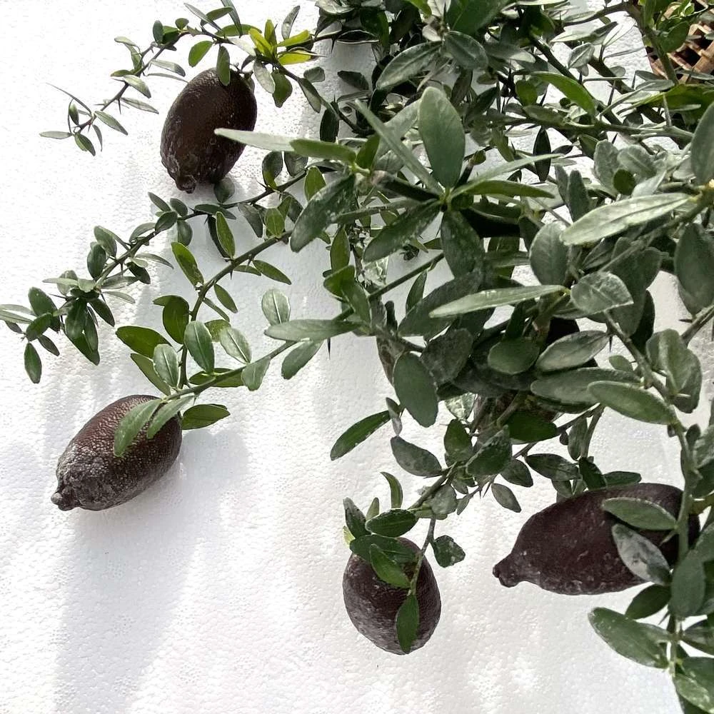 Citron Caviar H140/160cm : C35L 5 Citron Caviar H140/160cm : C35L – Image 3