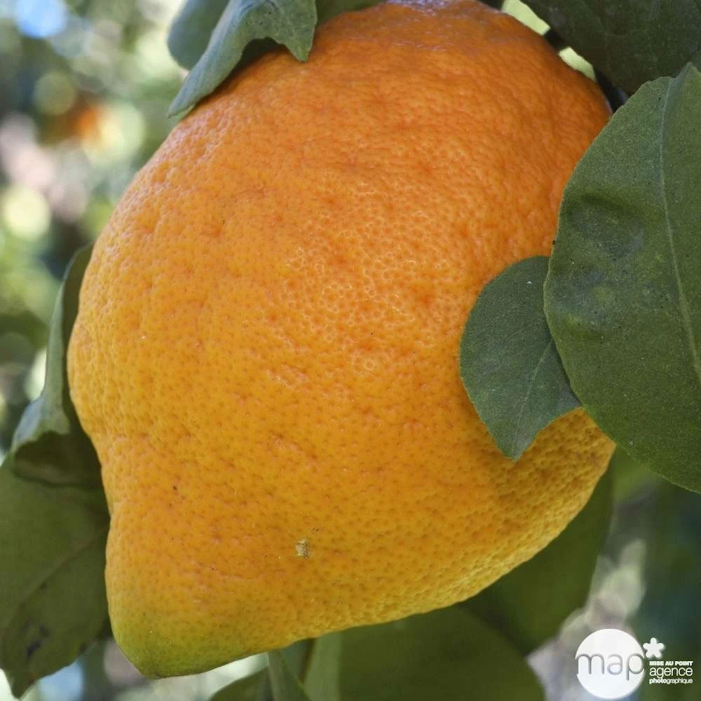 Cédratier H140/160cm : C35L 4 Cédratier H140/160cm : C35L – Image 2