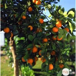 Clémentinier H140/160cm : C35L -Grasses Fleurs Soldes Boutique 784975 003